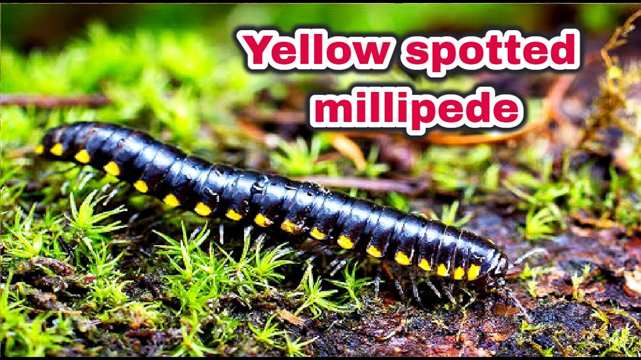 Attai Poochi | Yellow spotted millipede, Almond scented millipede ...