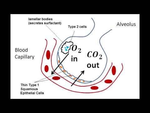 Video: Hvilken type alveolære celler?