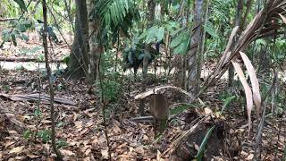 Cassowary family - Joov with his chicks