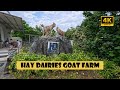 🐐 A Day at Hay Dairies: Singapore’s Only Goat Farm! 🥛🇸🇬 #singapore #travel #goat #haydairies