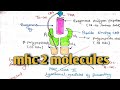 Class ll MHC Molecules..🔥🔥.# msc zoology 3 rd sem.# immunology # Hindi notes 🔥🔥