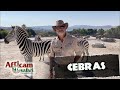 Rayados en Africam | Cebras de Grant con Frank Carlos Camacho 🦓