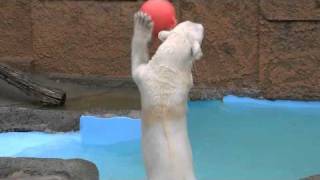 キャンディのボールアタック！〜 Polar Bear　attacked the ball