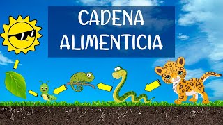 ¿Qué son las cadenas alimenticias o cadenas tróficas? Descripción y explicación paso a paso