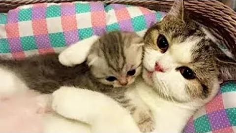 Video 5255811: funny cat water, kitten funny dog, cats hate