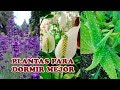 Dormirás Mejor si Colocas una de estas 7 Plantas en tu Recámara