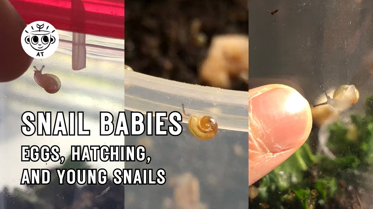 Snail Eggs, Hatching, and Babies YouTube