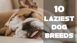 10 Laziest Dog Breeds | Animals Unlimited | Sameer Gudhate by Animals Unlimited 72 views 5 years ago 6 minutes