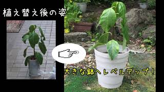 観葉植物 ゴムの木 アルテシマ の葉っぱが萎れた 慌てて植え替え Foliage Plant Youtube