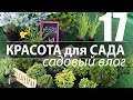 КРАСОТА ДЛЯ САДА ХВОЙНАЯ. ЖАСМИН САДОВЫЙ. ВСЕ ЛЕТО ЦВЕТУЩИЕ РАСТЕНИЯ