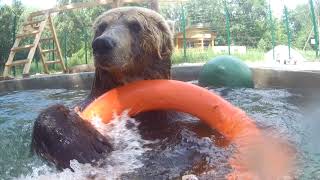 Медведь в бассейне. Совместное купание человека и взрослого медведя.