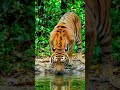 ​#tiger​#wildlife​#bigcats​#naturephotography​#wildlifephotography​#savethetiger