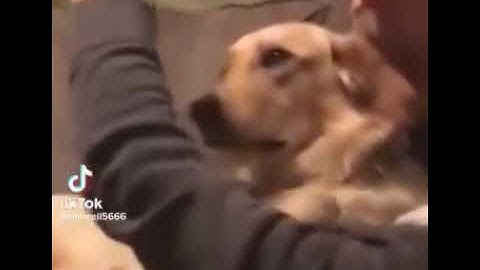 dog explosion meme brain fart original