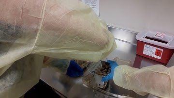 Mouse Handling & Restraint Video