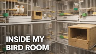 Inside My Bird Room | Breeding Update - and New Chicks! 
