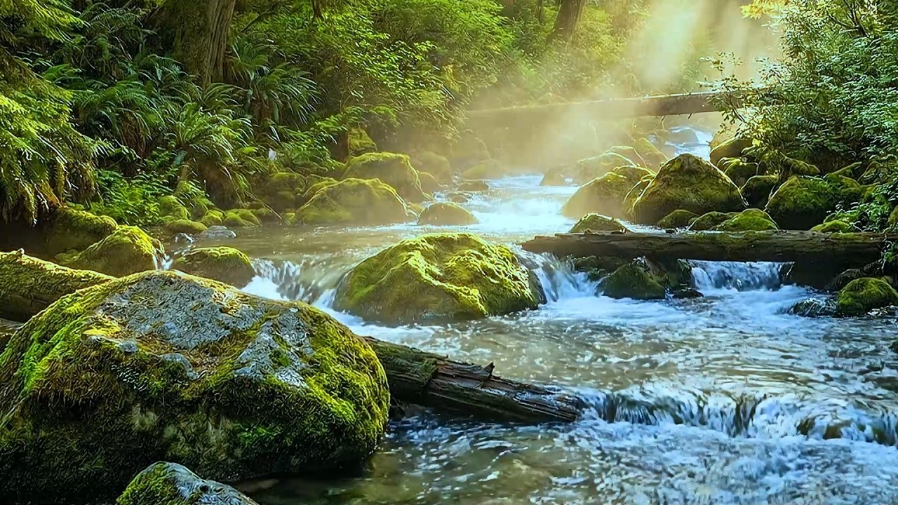 Forest Ambience 🌿 Beautiful Stream Sounds, Bird Chirping, Gentle Water Sounds, ASMR, Sleep Sounds
