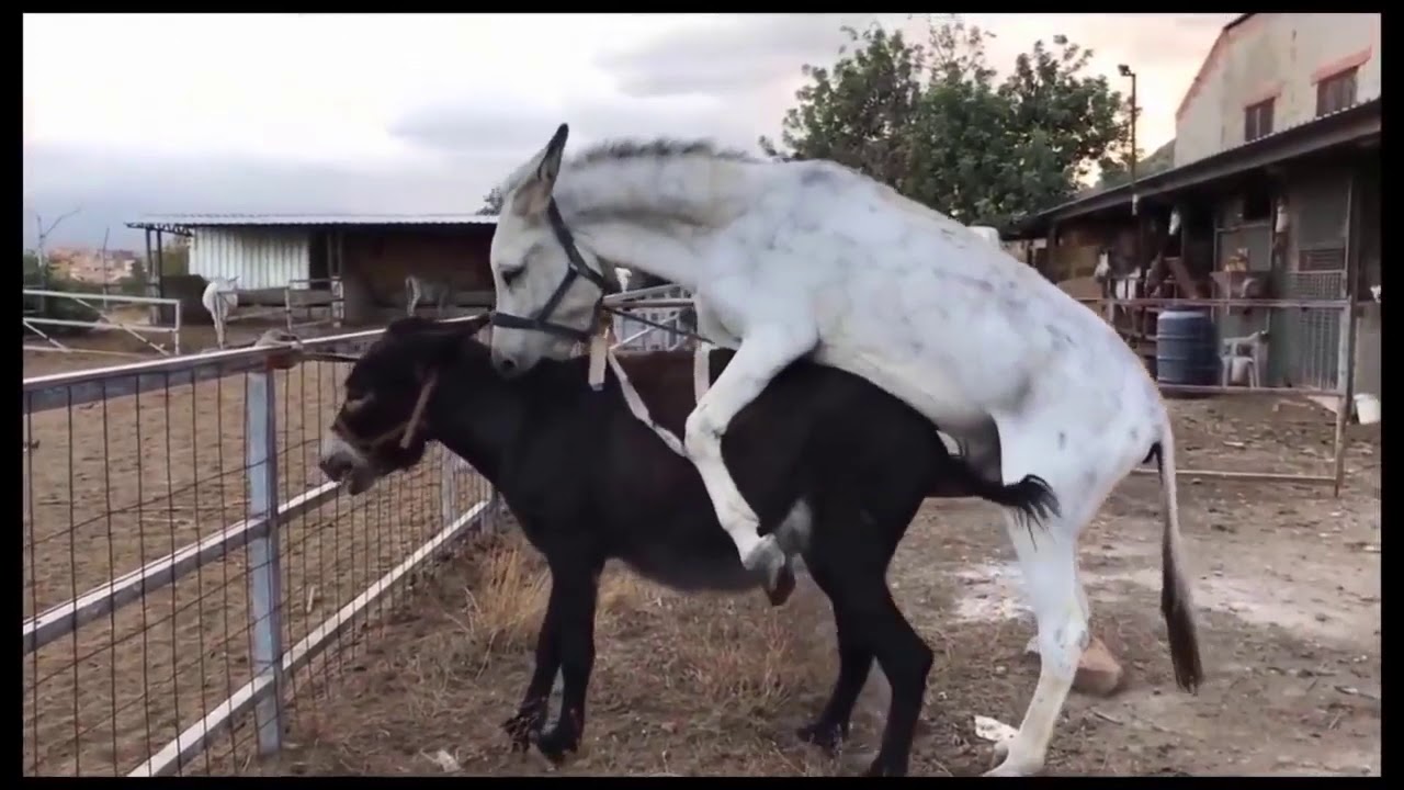 Horse and donkey is mating each other. видео, поделиться, телефон с камерой...