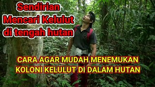 CARA MENCARI KELULUT DI HUTAN // SOLO PETUALANG CARI KELULUT EPS. 01