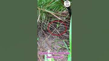 Sự thật cây sả, hành tăm đuổi được rắn  #dongvat #randoc #ran #duoiran