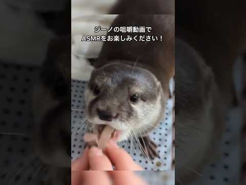 【コツメカワウソ】ジーノの咀嚼音ASMR【サンシャイン水族館】#shorts