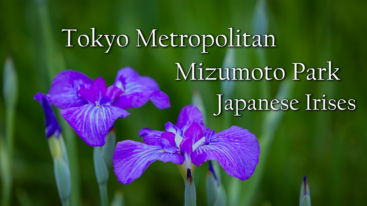 176】咲きだした 花菖蒲水元公園｜Mizumoto Park - Japanese Irises