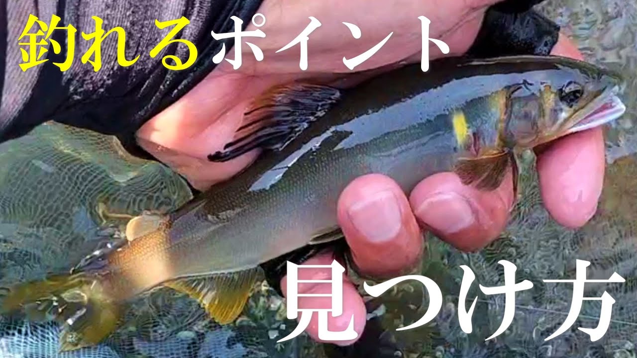 鮎釣り　初期、渇水、ポイントを読む／長良川郡上
