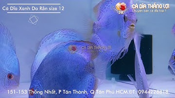 Cá Dĩa XANH DA RẮN | Cá Dĩa Thắng Lợi | Discus fish vietnam