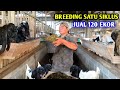 Begini cara berternak kambing yang menguntungkan juga mudah