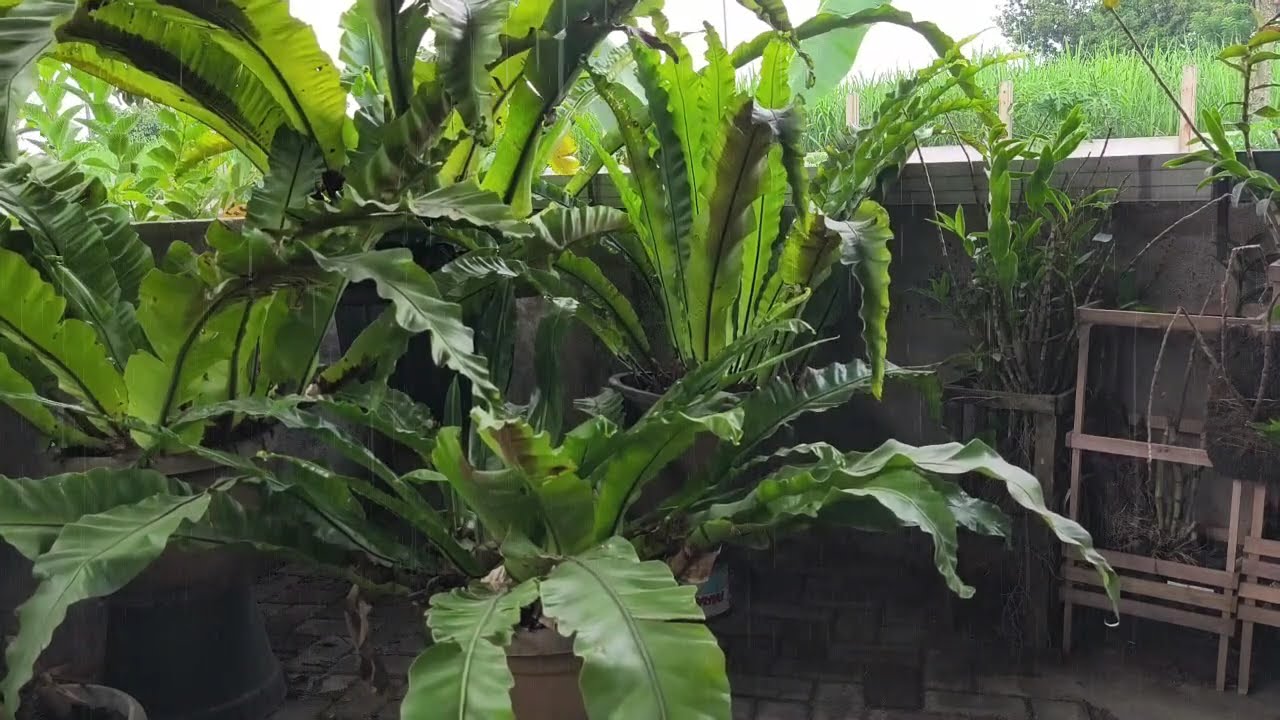 Nike Ardilla Full Album The Best Tanpa Iklan | Lagu Lawas Indonesia Tahun 80 90an #nikeardilla