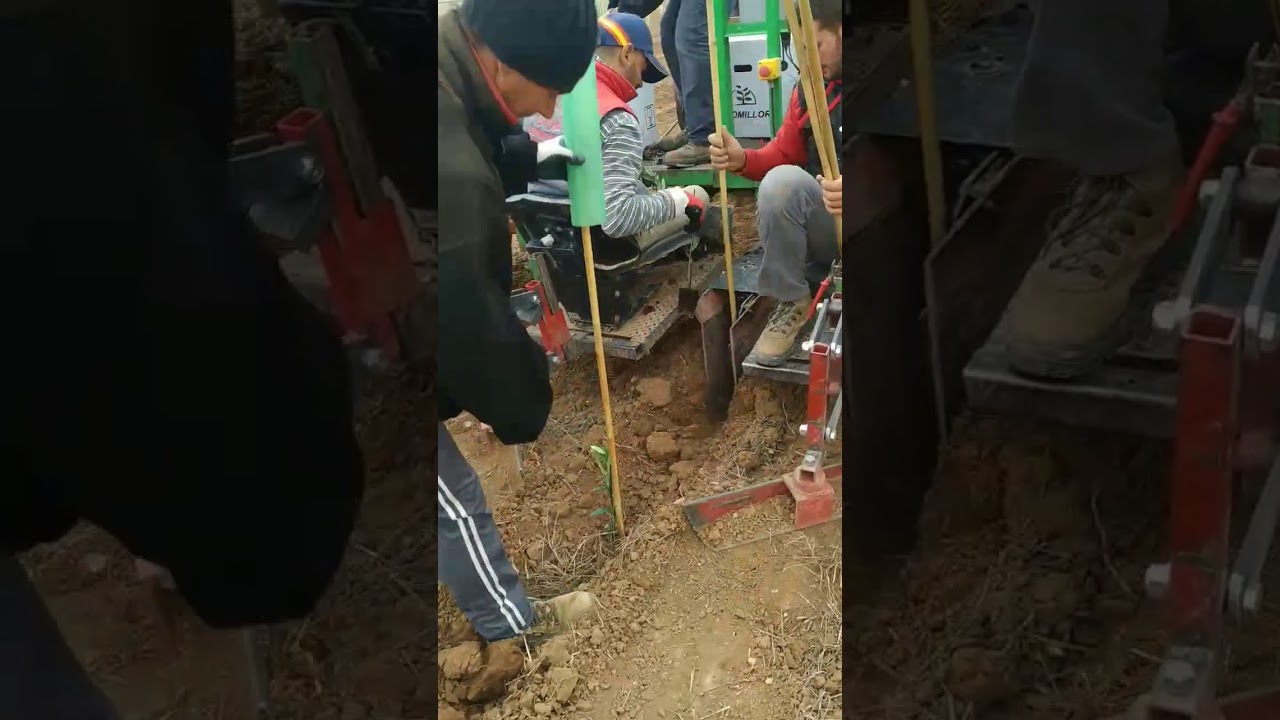 Plantando Olivos