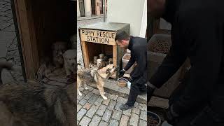 ✅ Heartwarming Puppy Rescue Station Build | Mother Dog Reunites With Her Puppies ❤️🐶