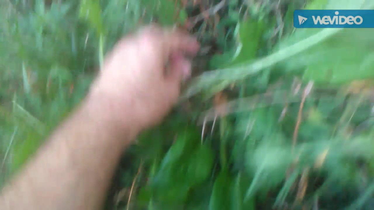 Sinir Otu, Damar Otu Faydaları Sinir Otu, Damar Otu Faydaları