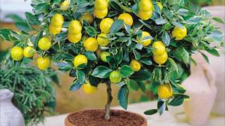видео Как ухаживать за лимоном в домашних условиях