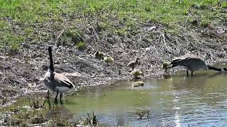 Canada Goose Family