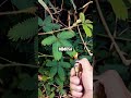 Strange Ability Behnid a Shy Plant 🤯