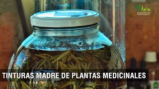 Tinturas madre de plantas medicinales - TvAgro por Juan Gonzalo Angel Restrepo