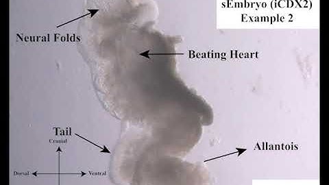 E8.5 equivalent post-gastrulation synthetic mouse embryos made without sperm, egg or a womb
