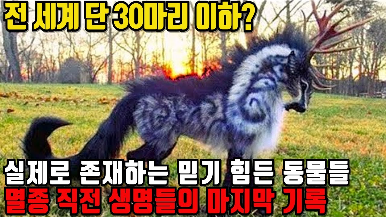 전 세계 단 30마리 이하｜실제로 존재하는 믿기 힘든 동물들 TOP15
