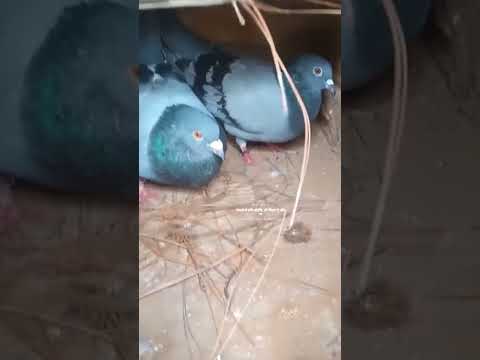 Joda Ha Madrasi Per Pigeon Trendingshorts Viralvideo Kabootar 