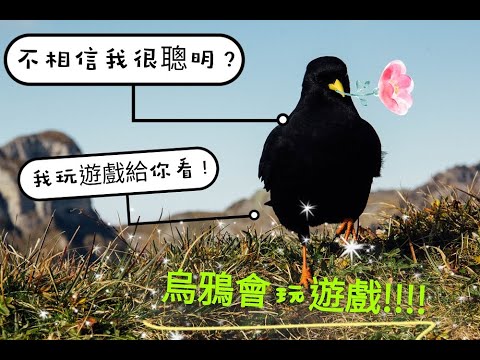 比你想的還聰明 烏鴉玩遊戲