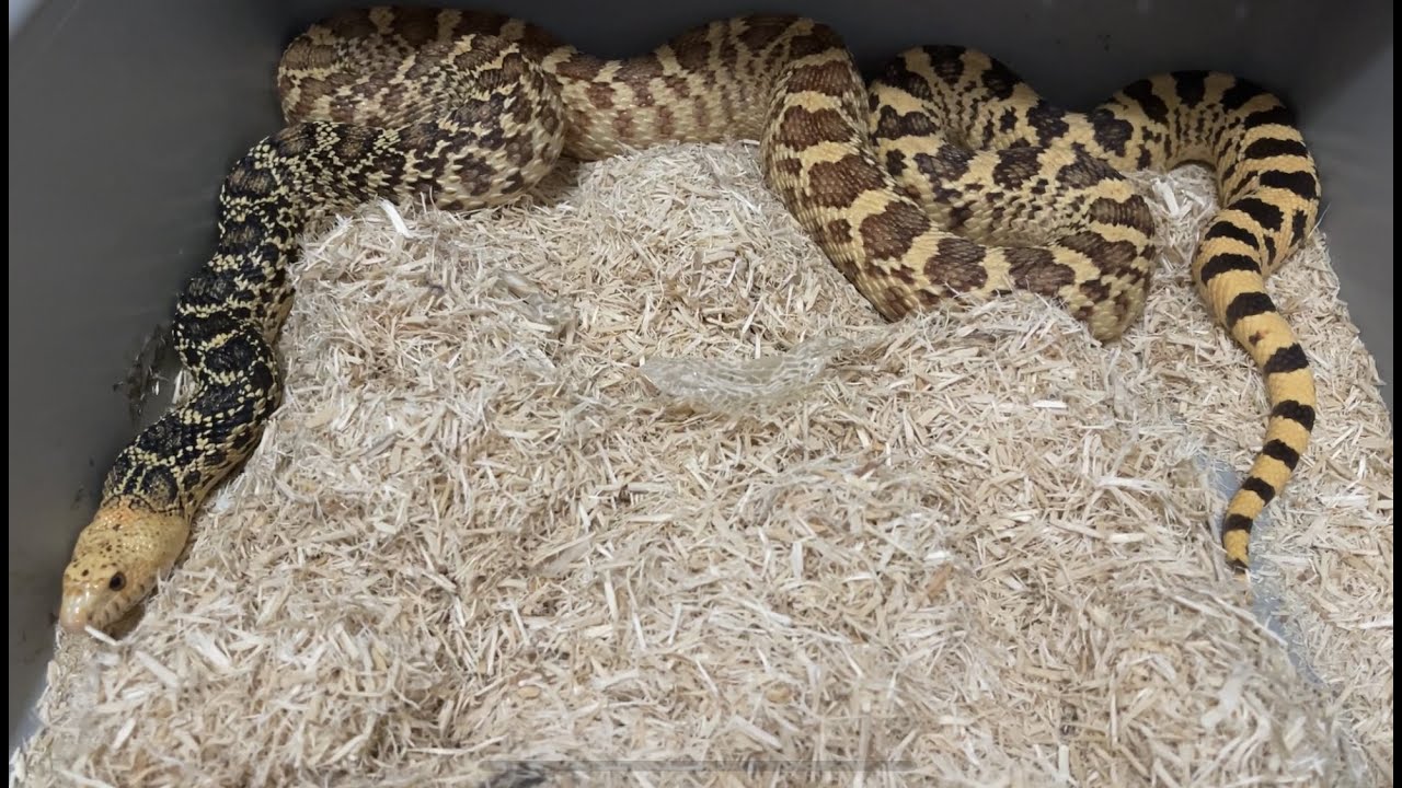 Stillwater Hypo Female Bullsnake