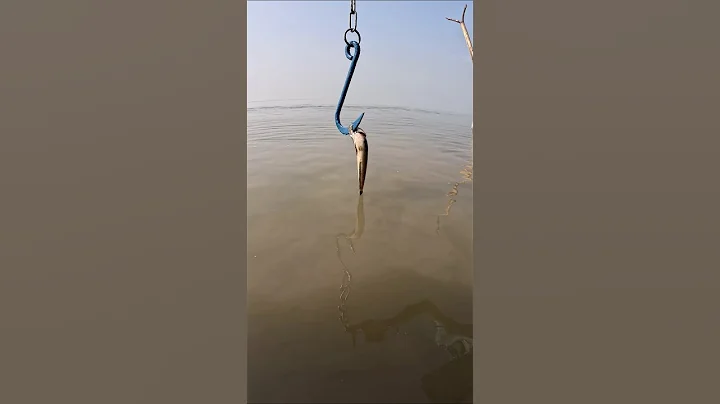 Catching big fish with small fish bait in the padma river #fish #river #padma