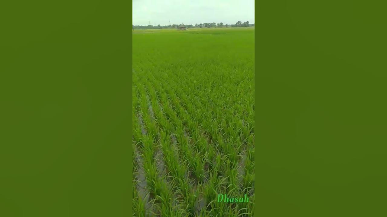 rice-paddy-meaning-in-hindi-paddy-farming-youtube
