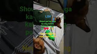 #dailyvlog #buhayprobinsya #singlemom #pets #dog #love #080126