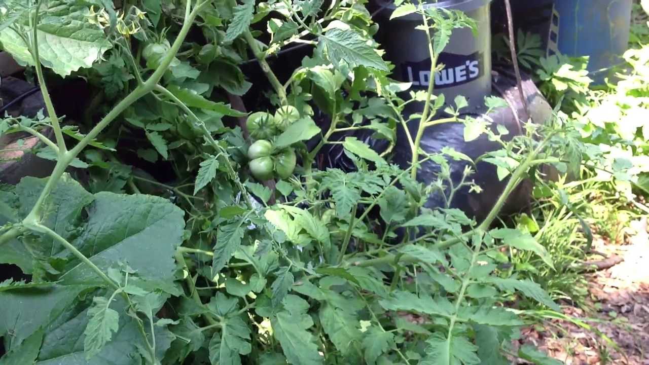 Growing Tomatoes and Watermelons in a Soilless Biogarden with Home
