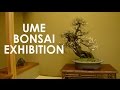 UME BONSAI EXHIBITION