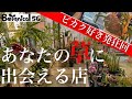 【超絶おすすめ植物屋】たまプラーザで巨大ビカク玉に出会ったお話。