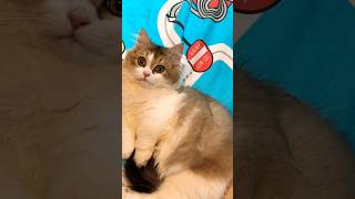 Cats Being Cat Mocha