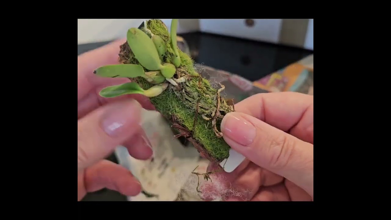 Распаковка посылки с Орхидеями 