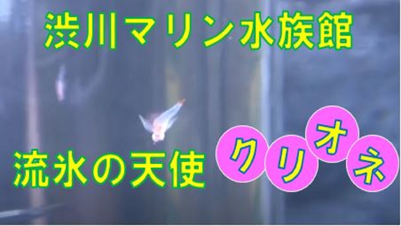 クリオネ - YouTube